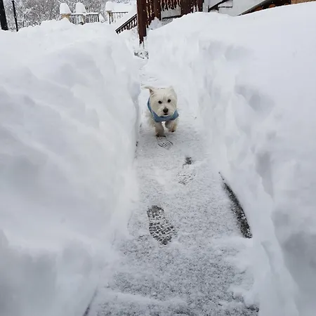 19 Rose منتزه العطل بانسكو